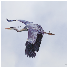 Wandbild "Graureiher", 60 x 60 cm