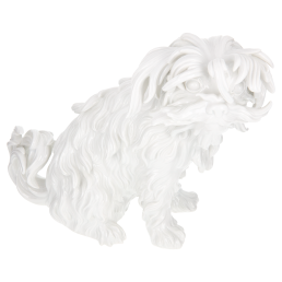 Hund Bologneser, sitzend, Weiß